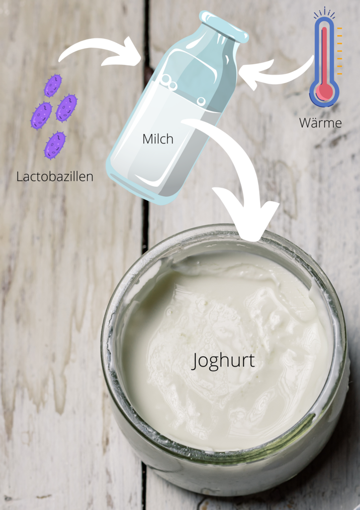 Joghurtherstellung